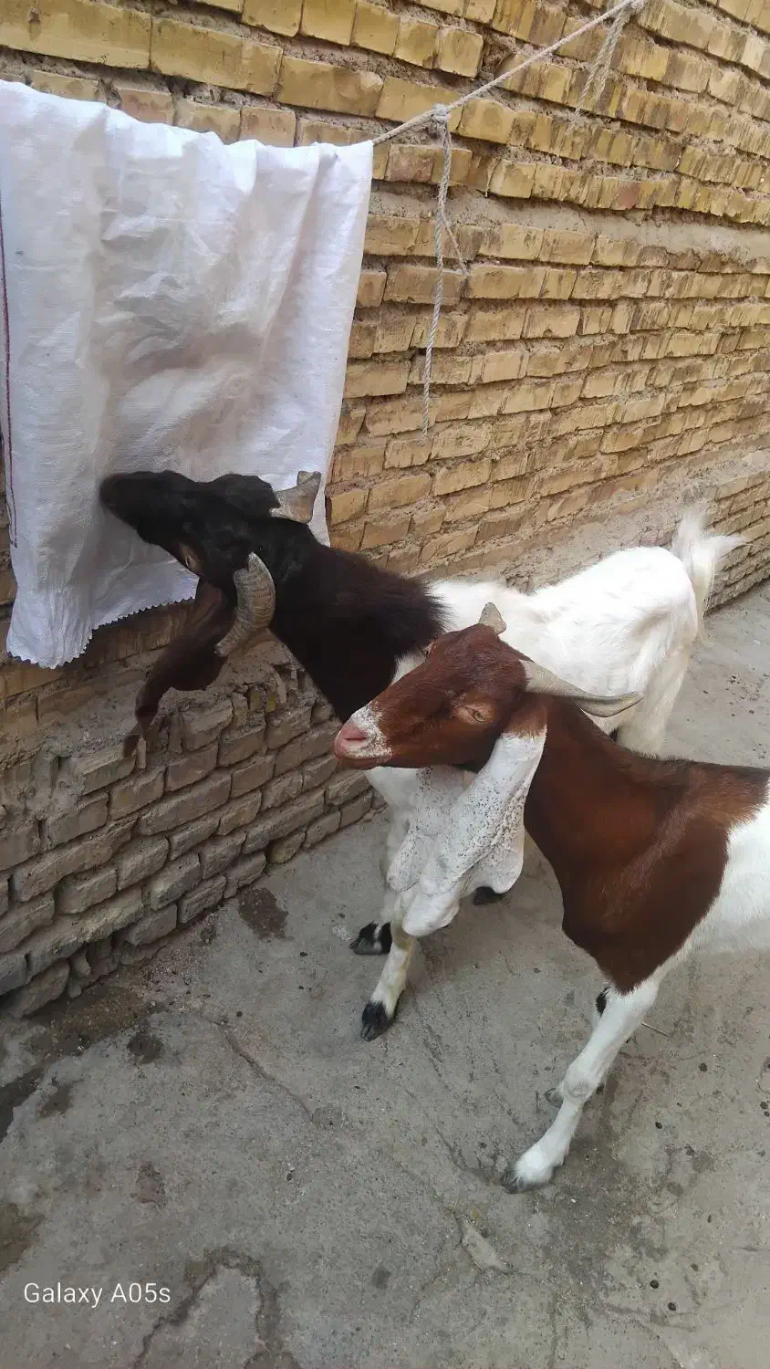 بز افغانی|حیوانات مزرعه|خرمشهر, |دیوار