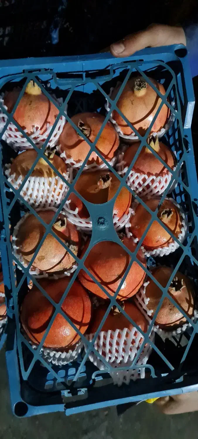 اجاره باغ انار|خدمات باغبانی و درختکاری|سیدان, |دیوار