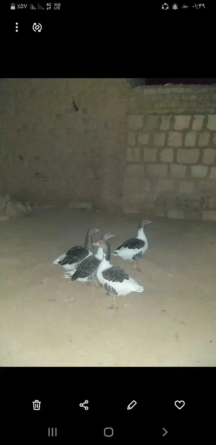 ۴عدد غاز فروشی|حیوانات مزرعه|رومشکان, |دیوار