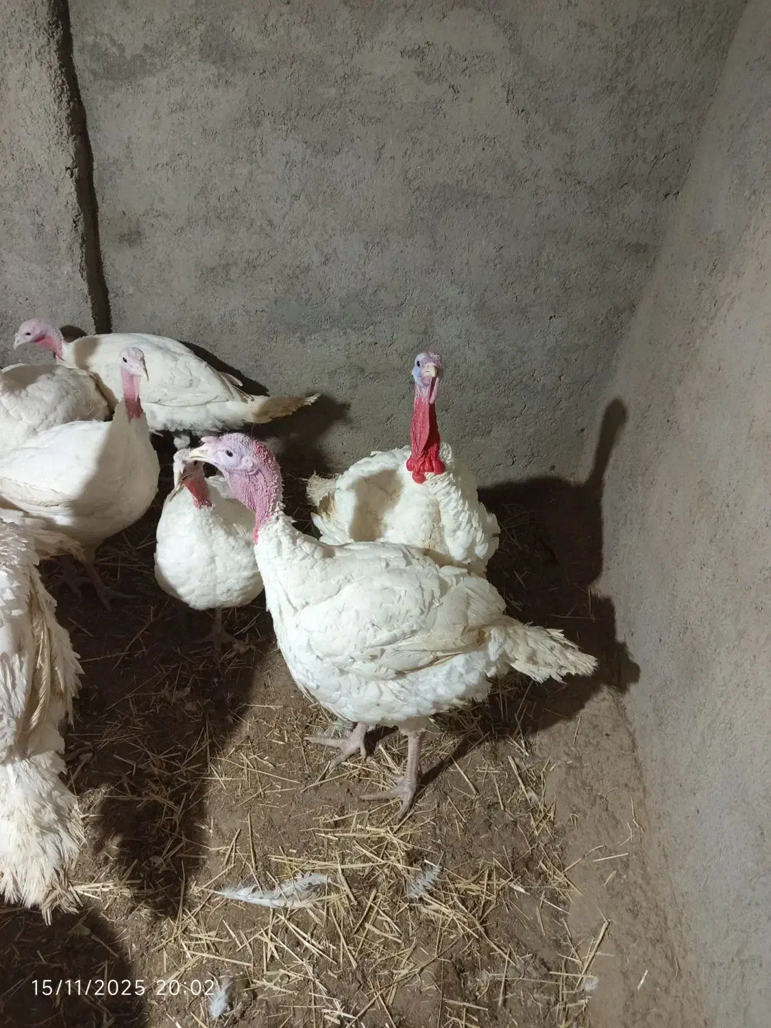 بقلمون گوشتی|حیوانات مزرعه|چناران, |دیوار