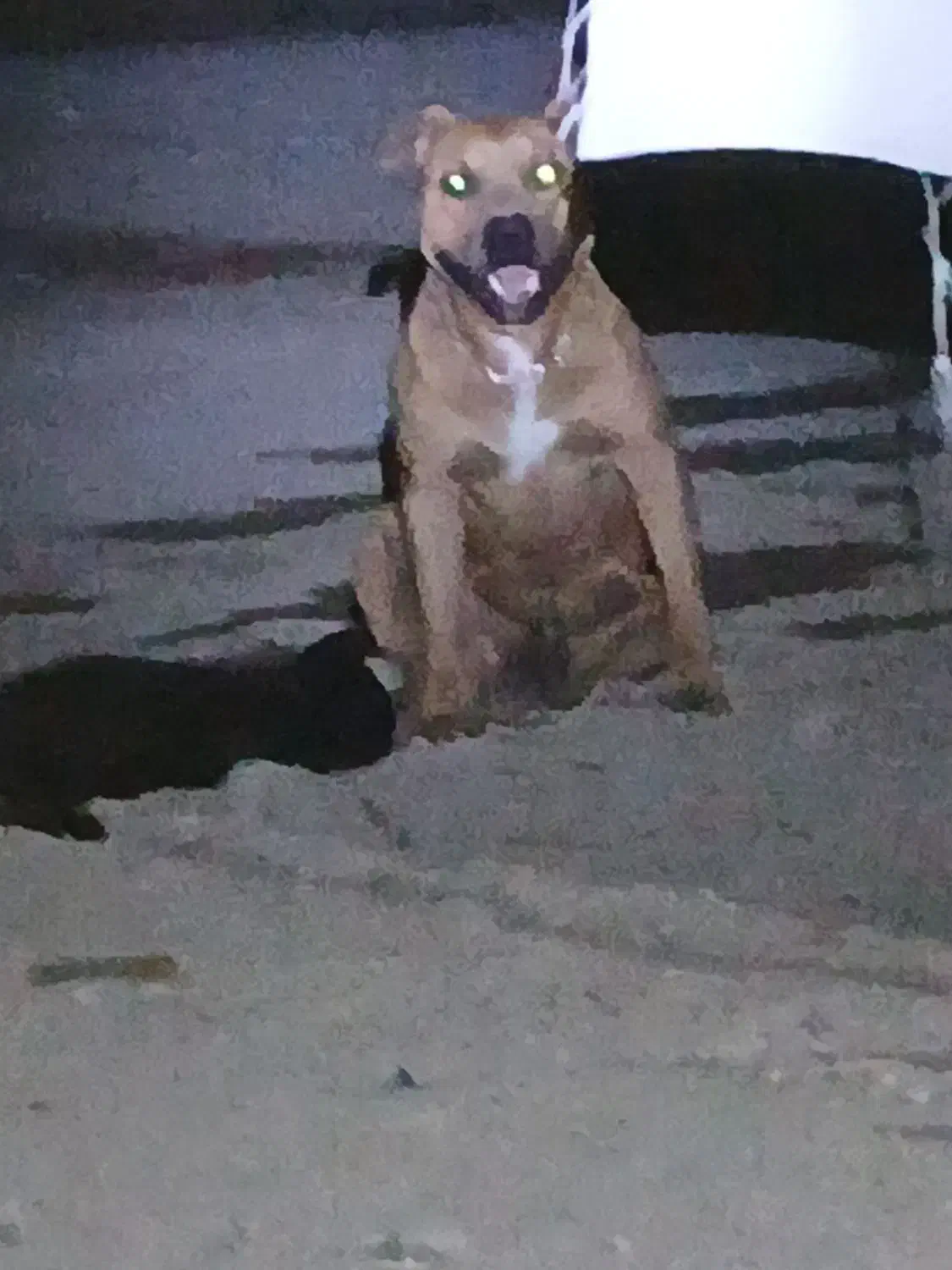 سگ گمشده|سگ|سراوان, |دیوار