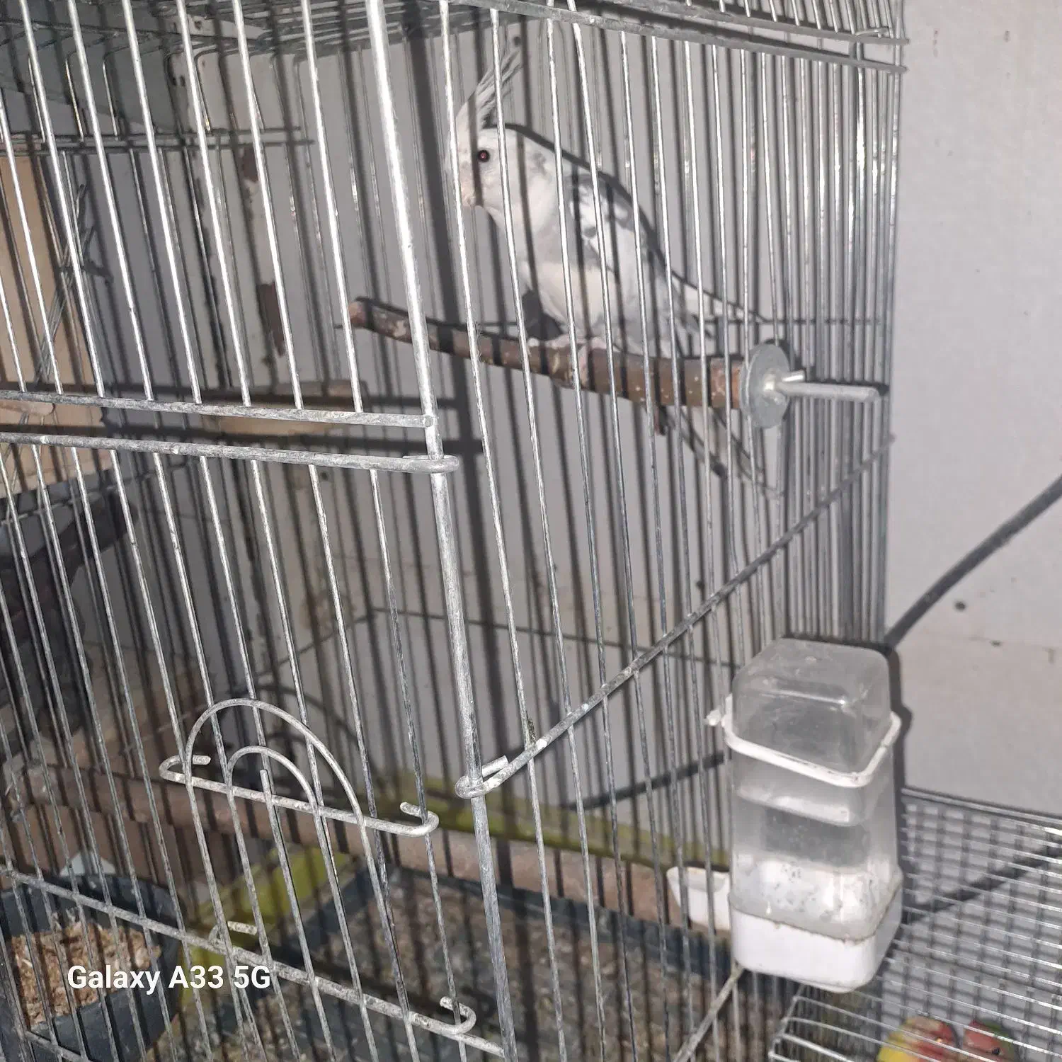 یک جفت عروس هلندی ویک جفت طوطی برزیلی|پرنده|فردوسیه, |دیوار