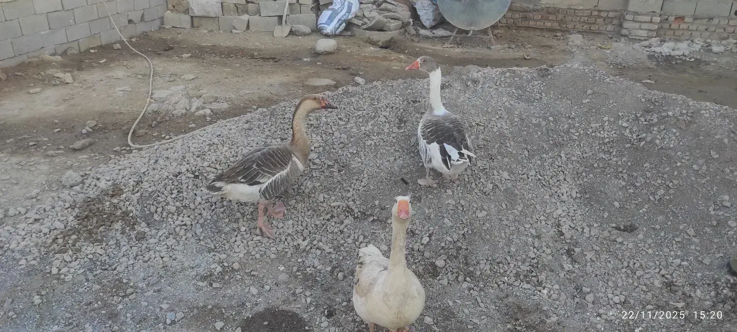 غازمحلی|حیوانات مزرعه|انبارآلوم, |دیوار