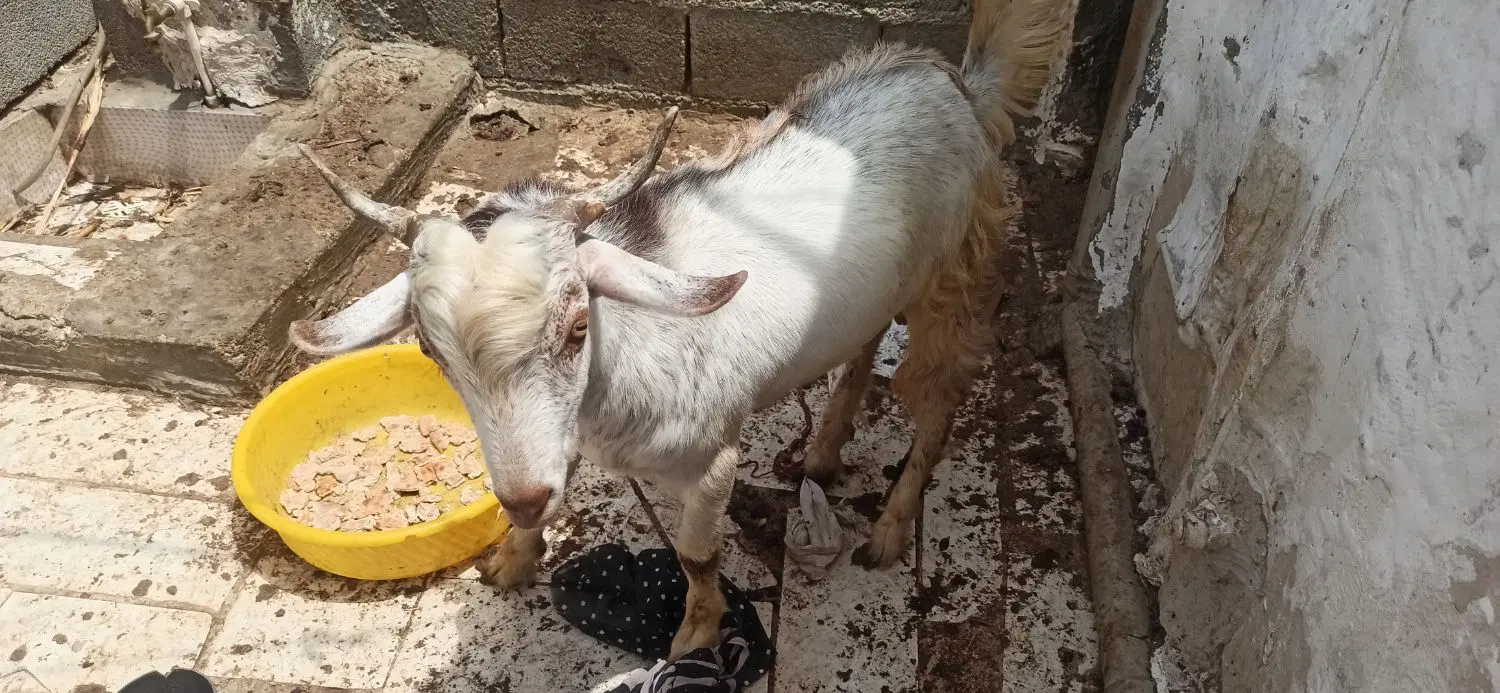 ... بز|حیوانات مزرعه|چابهار, |دیوار