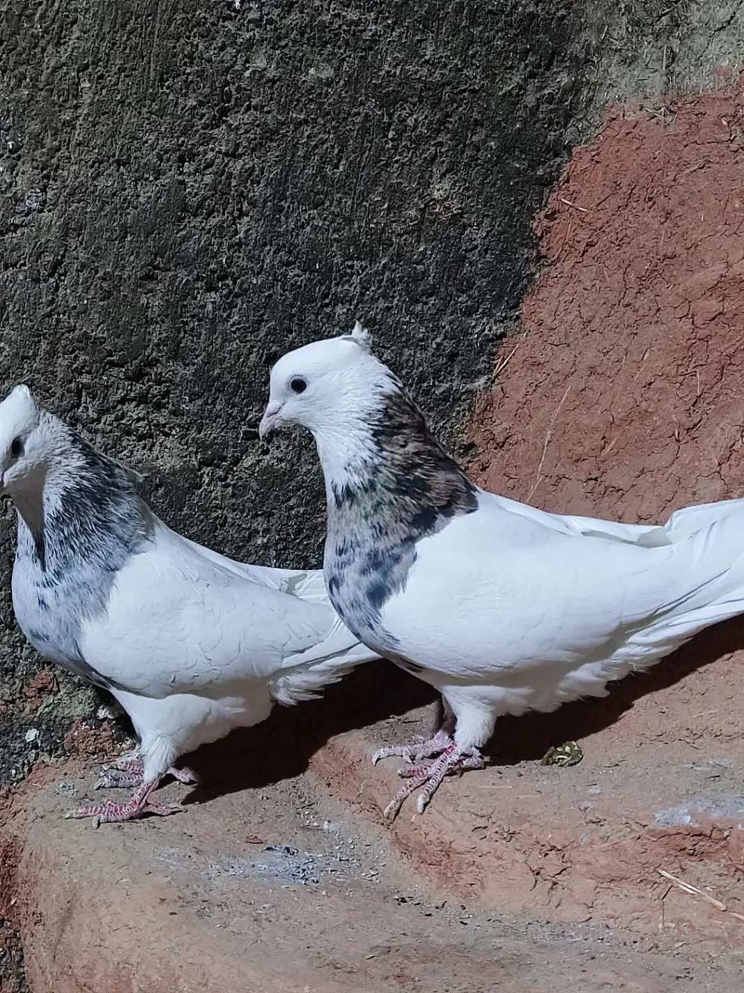 طوقی|پرنده|اقلید, |دیوار