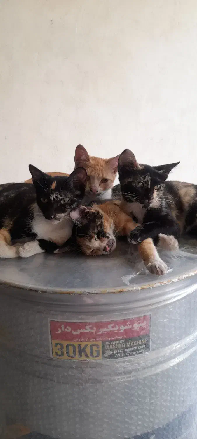 واگذاری بچه گربه رایگان|گربه|رشت, بازار|دیوار