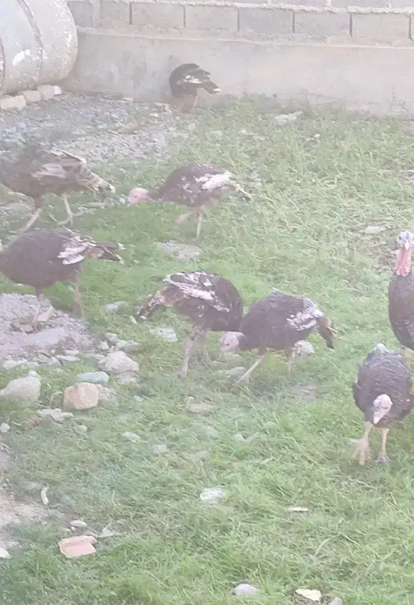 بوقلمون 5 ماهه|حیوانات مزرعه|سیمین شهر, |دیوار