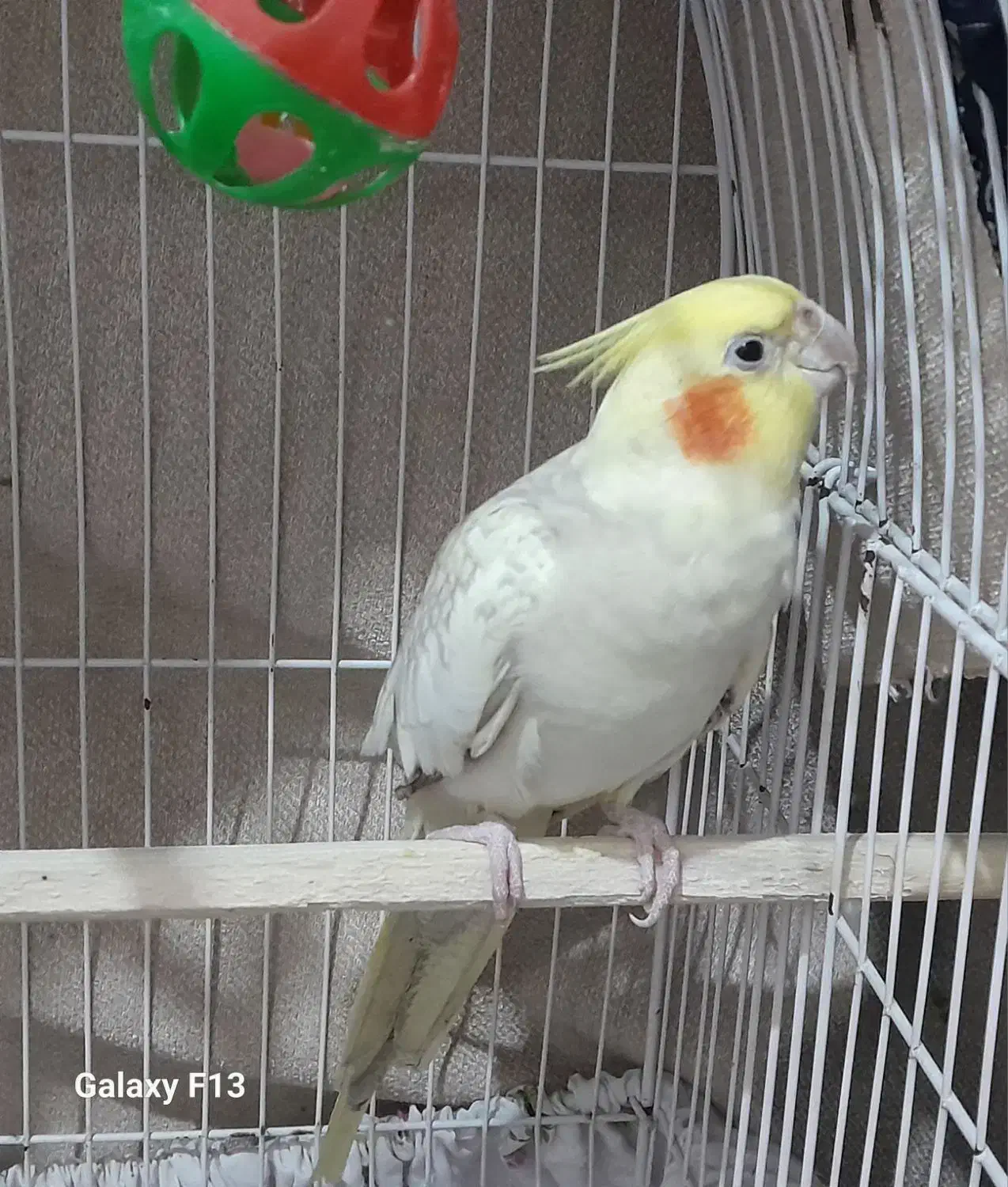 عروس هلندی ماده مرواریدی|پرنده|بومهن, |دیوار