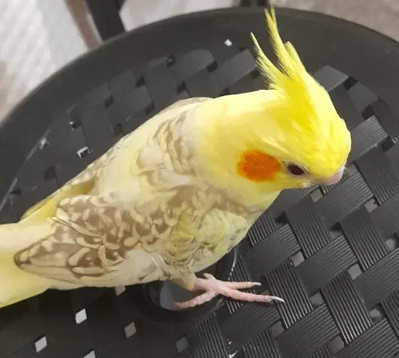 عروس هلندی نر گلباقالی مرواریدی|پرنده|شاهدشهر, |دیوار