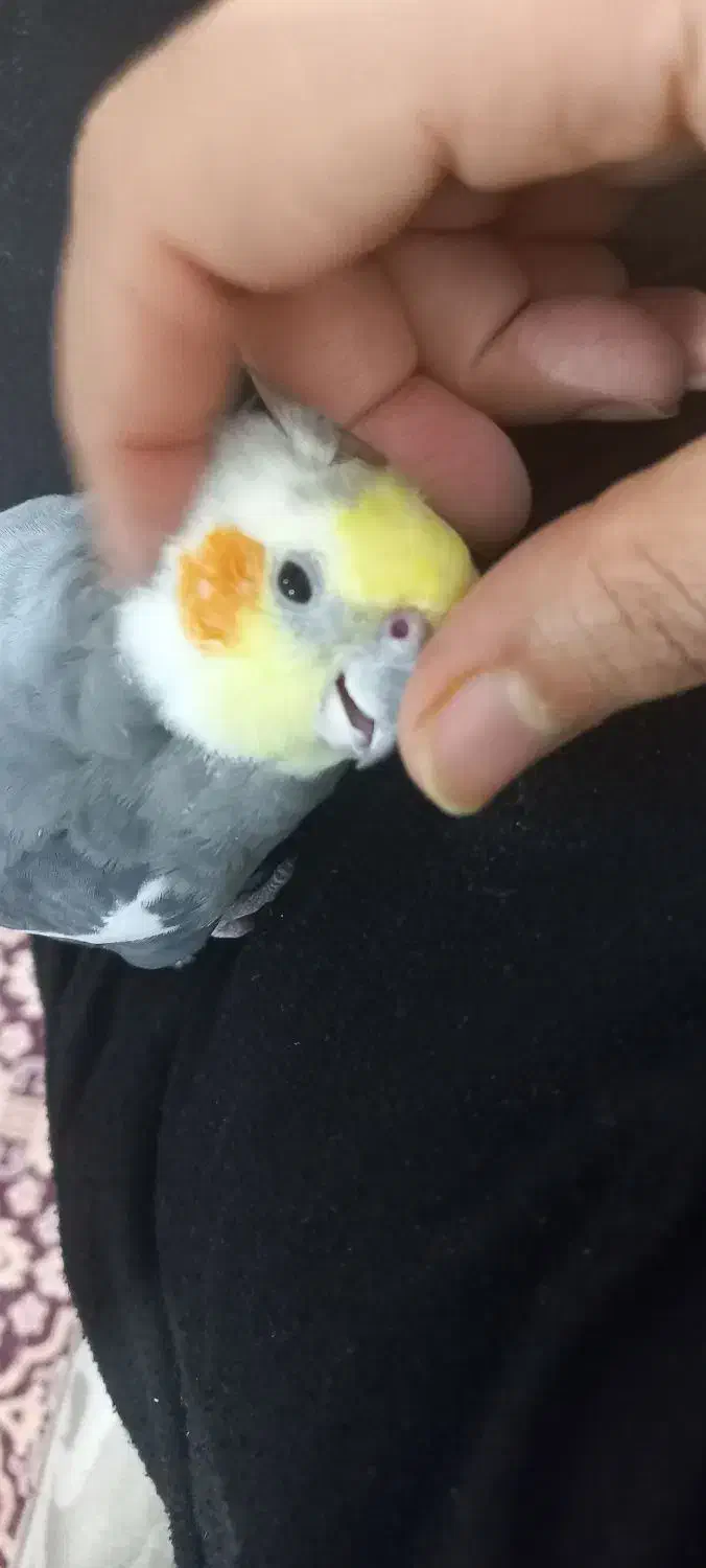 عروس هلندی گم شده|حیوانات|اهواز, کوی ملی راه|دیوار