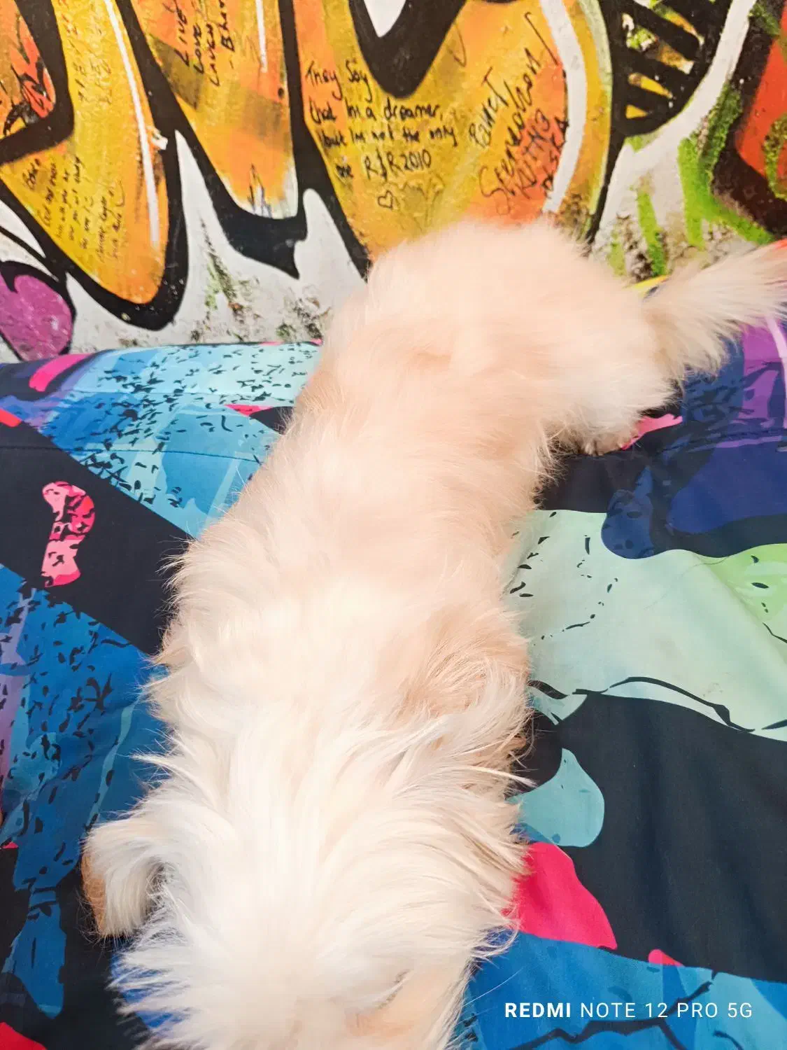 سگ شیتزو|سگ|ری, دولت‌آباد|دیوار