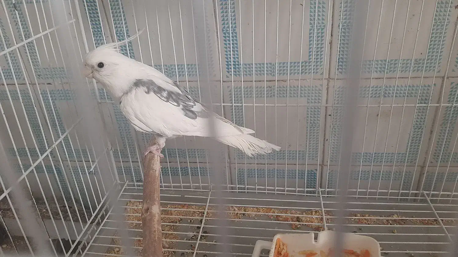 عروس هلندی نر دوکت معاوضه با بوقلمون ماده|پرنده|زابل, |دیوار