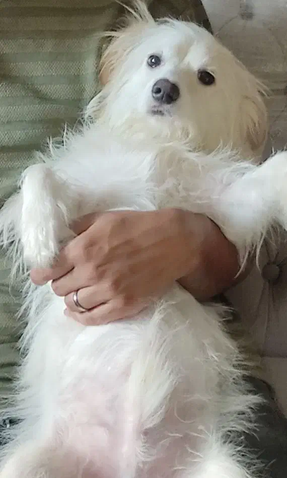 واگذاری سگ  پامر تریر|سگ|رشت, جانبازان|دیوار