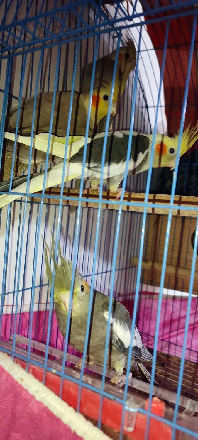 دو عدد طوطی عروس هلندی چهار ماهه|پرنده|آستانه اشرفیه, |دیوار