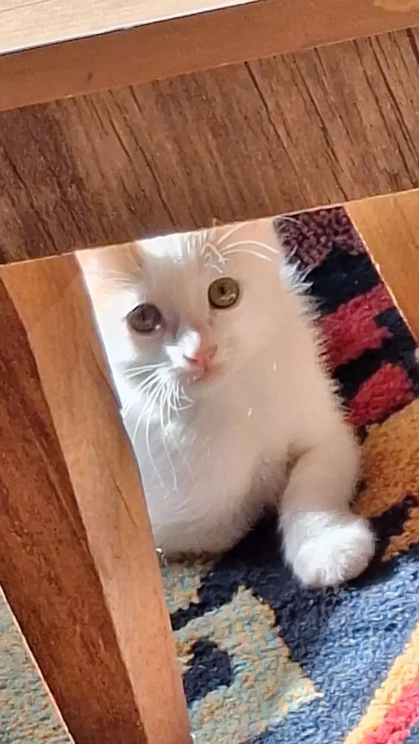 گربه|گربه|اردبیل, |دیوار