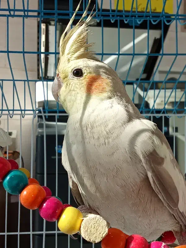 عروس هلندی|پرنده|هشتگرد, شهرک بعثت|دیوار