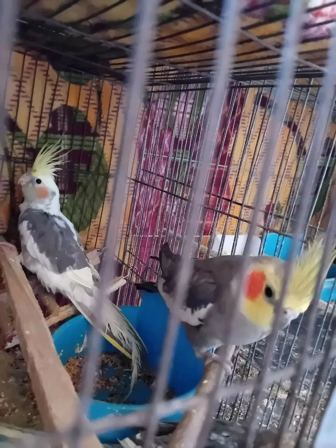 عروس هلندی|پرنده|قم, شهرک امام حسین|دیوار