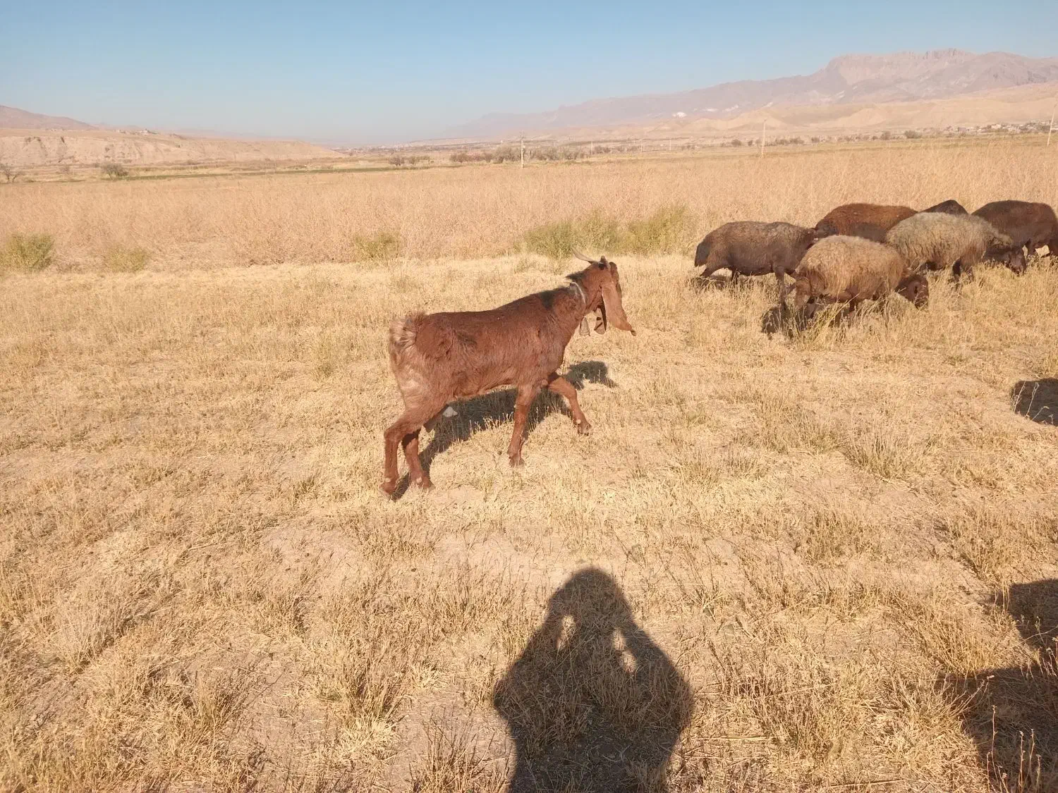 فروش یک نر پاگستانی و بزه ماده پاگستانی|حیوانات مزرعه|ماهنشان, |دیوار