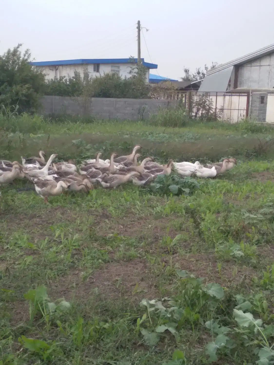 غاز سالم و ارگانیک|حیوانات مزرعه|ساری, |دیوار