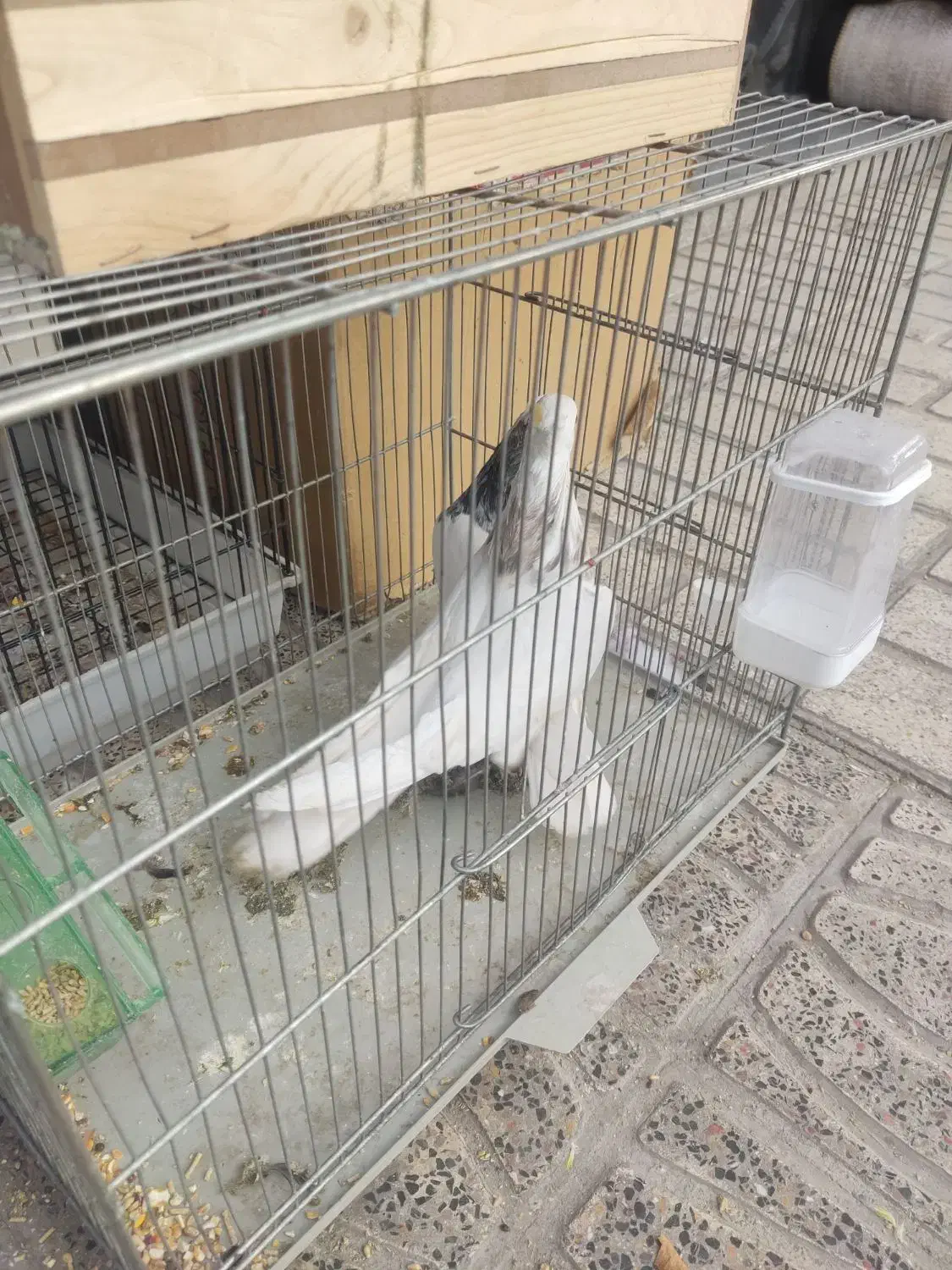 کبوتر طوقی|پرنده|یاسوج, |دیوار