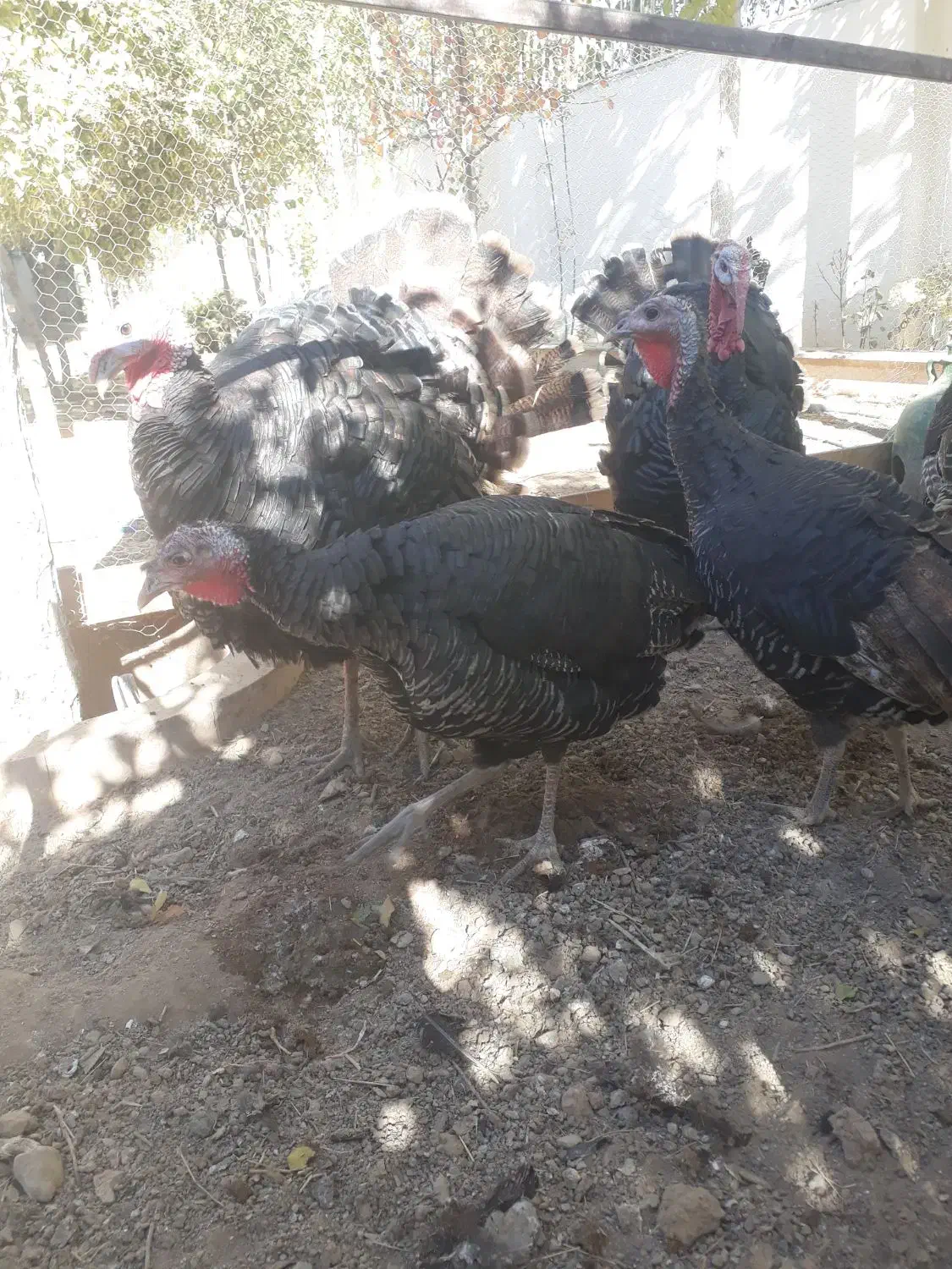 بوقلمون قیمت خوب محلی مرغ برهما غول پیکر|حیوانات مزرعه|شیراز, باغشهر قصر سبز|دیوار