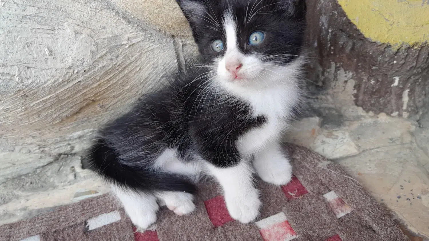 بچه گربه|گربه|رودسر, |دیوار