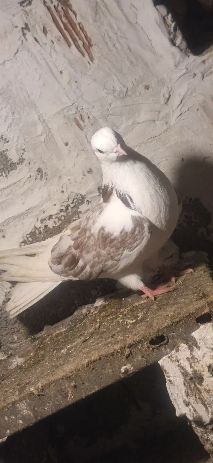 ۳ عدد کبوتر ماده|پرنده|گرمی, |دیوار