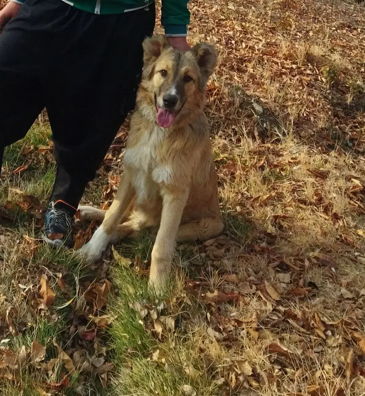 سگ سرابی|سگ|قره پشتلو, |دیوار