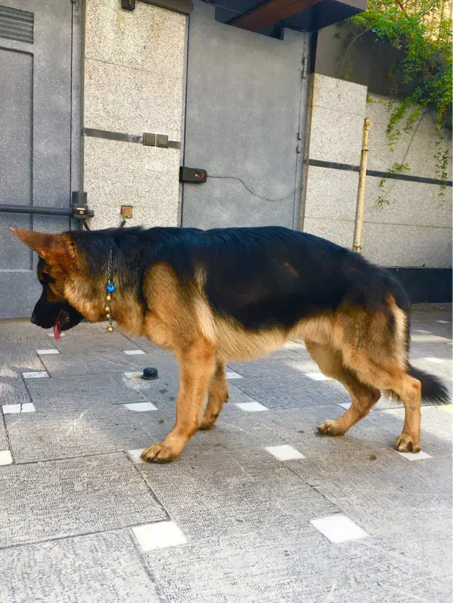 سگ ژرمن شولاین نر شناسنامه دار عالی|سگ|اصفهان, آبشار|دیوار