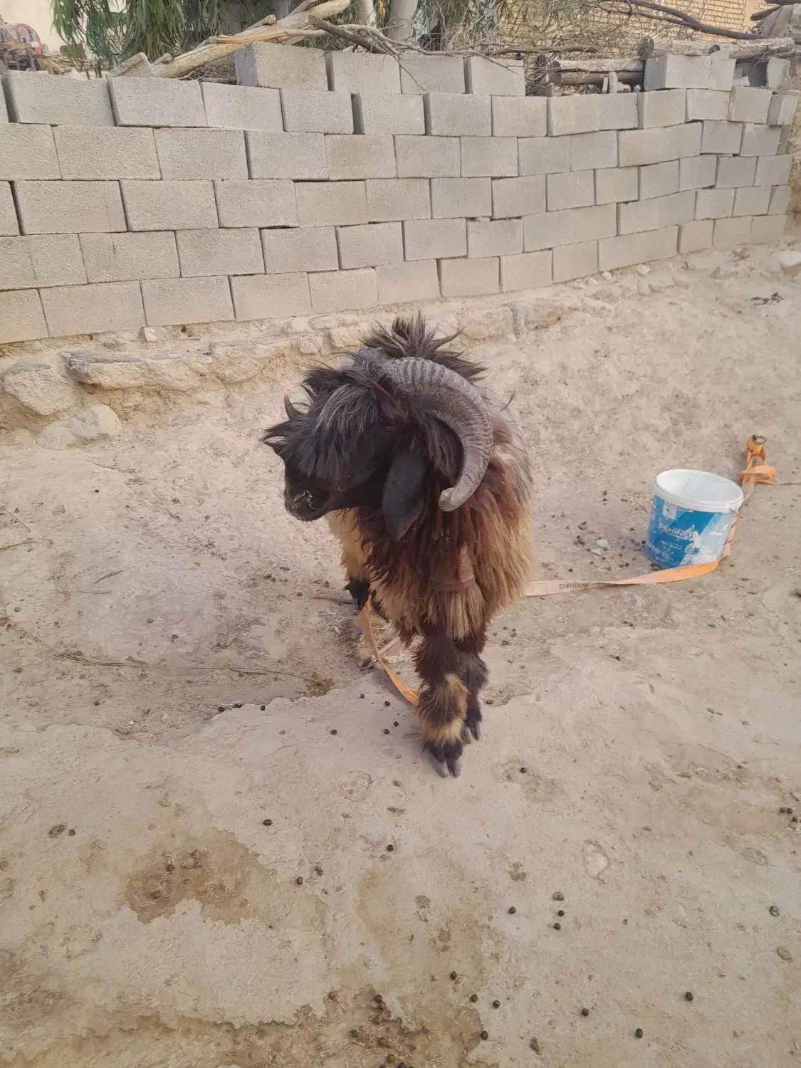 قوچ ترکی برای فروش|حیوانات مزرعه|ایذه, |دیوار