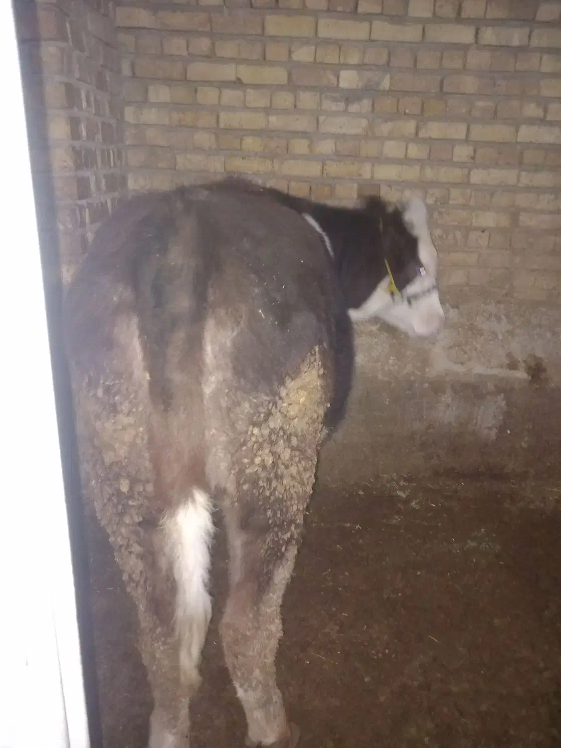 گوساله ماده سمینتال|حیوانات مزرعه|داران, |دیوار