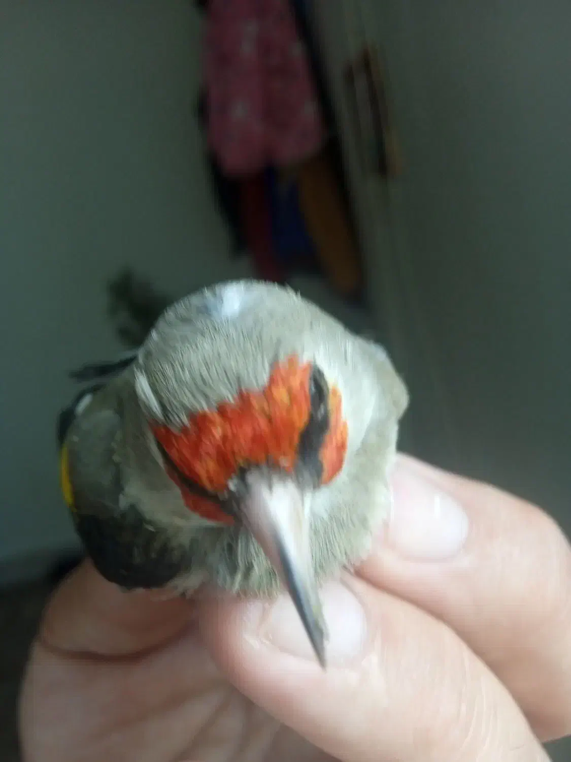 سهره دوگ کرمانی نشون دار|پرنده|جوادآباد, |دیوار