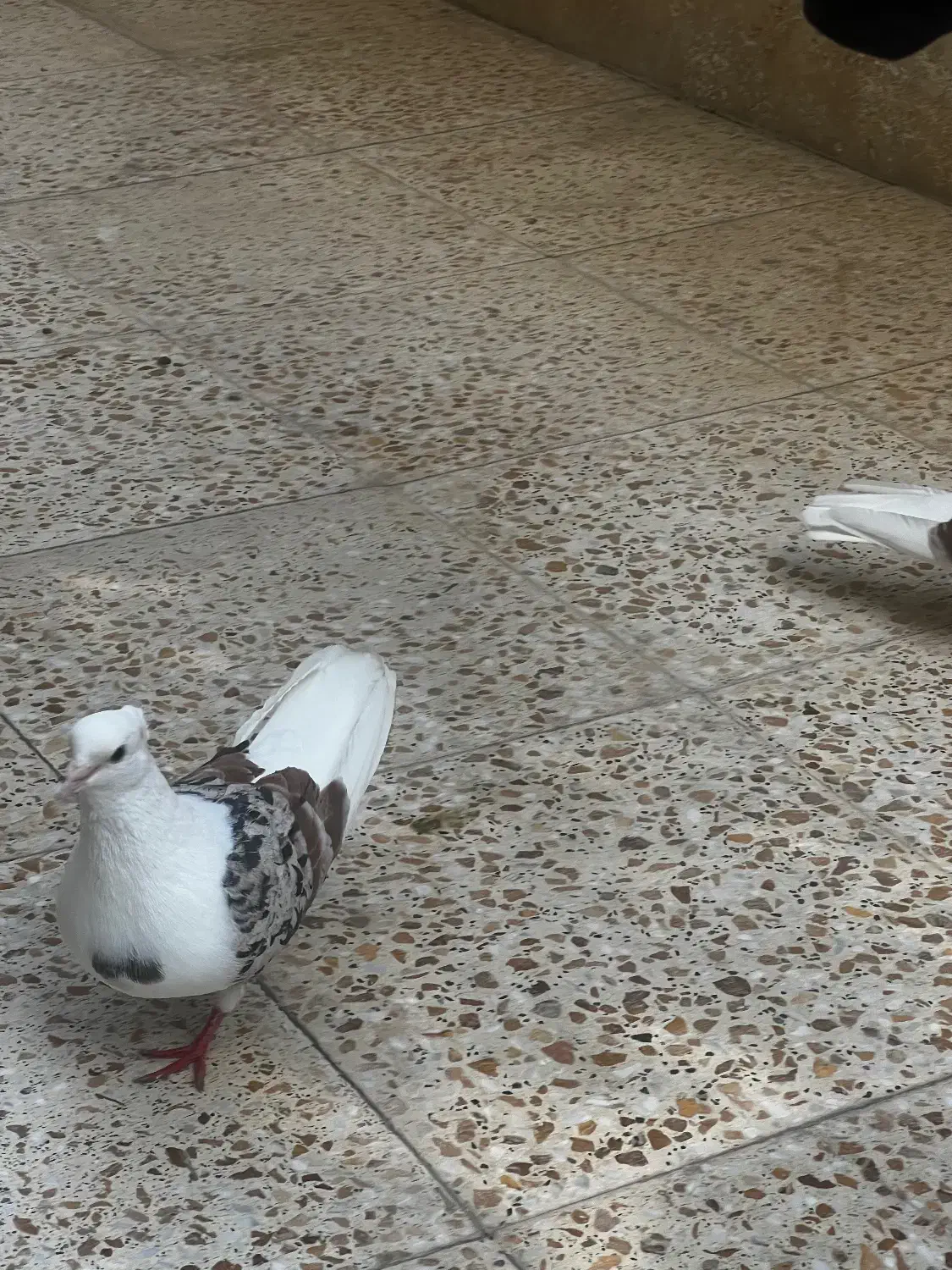 کفتر گمشده|حیوانات|شهریار, شهریار|دیوار