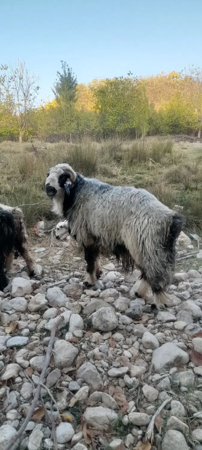 قوچ|حیوانات مزرعه|بوانات, |دیوار