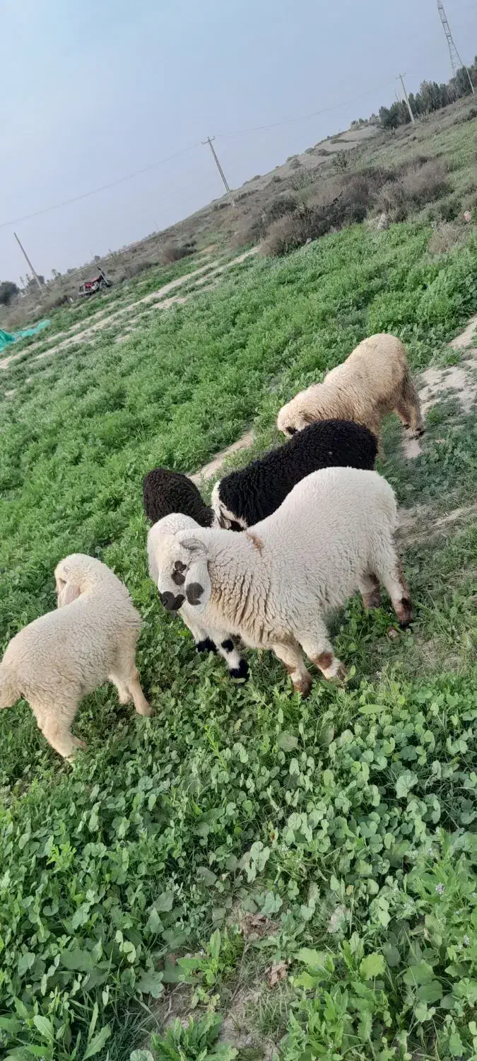 بره نر|حیوانات مزرعه|جیرفت, |دیوار