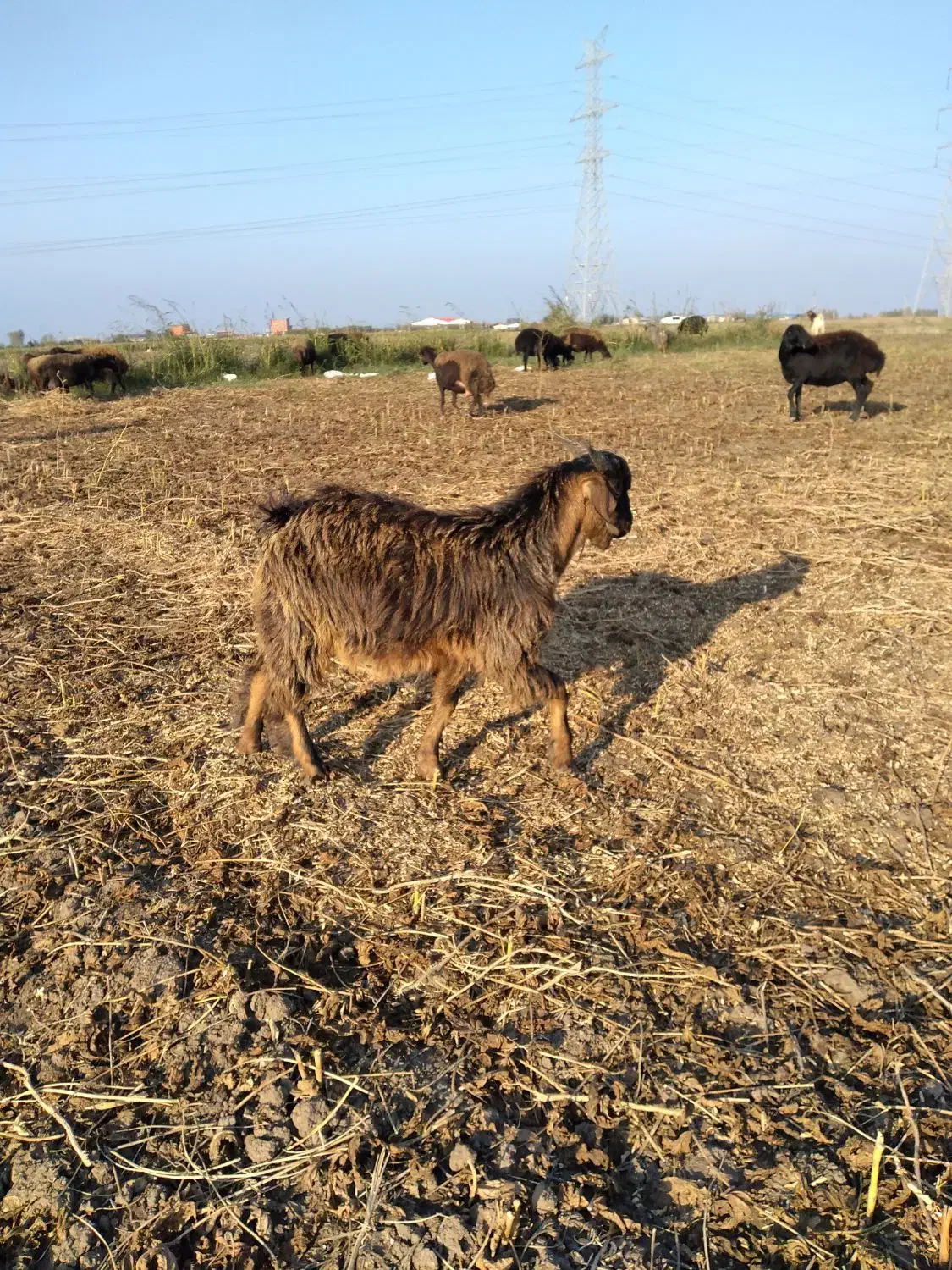 نر بزغاله فروشی|حیوانات مزرعه|فاضل آباد, |دیوار