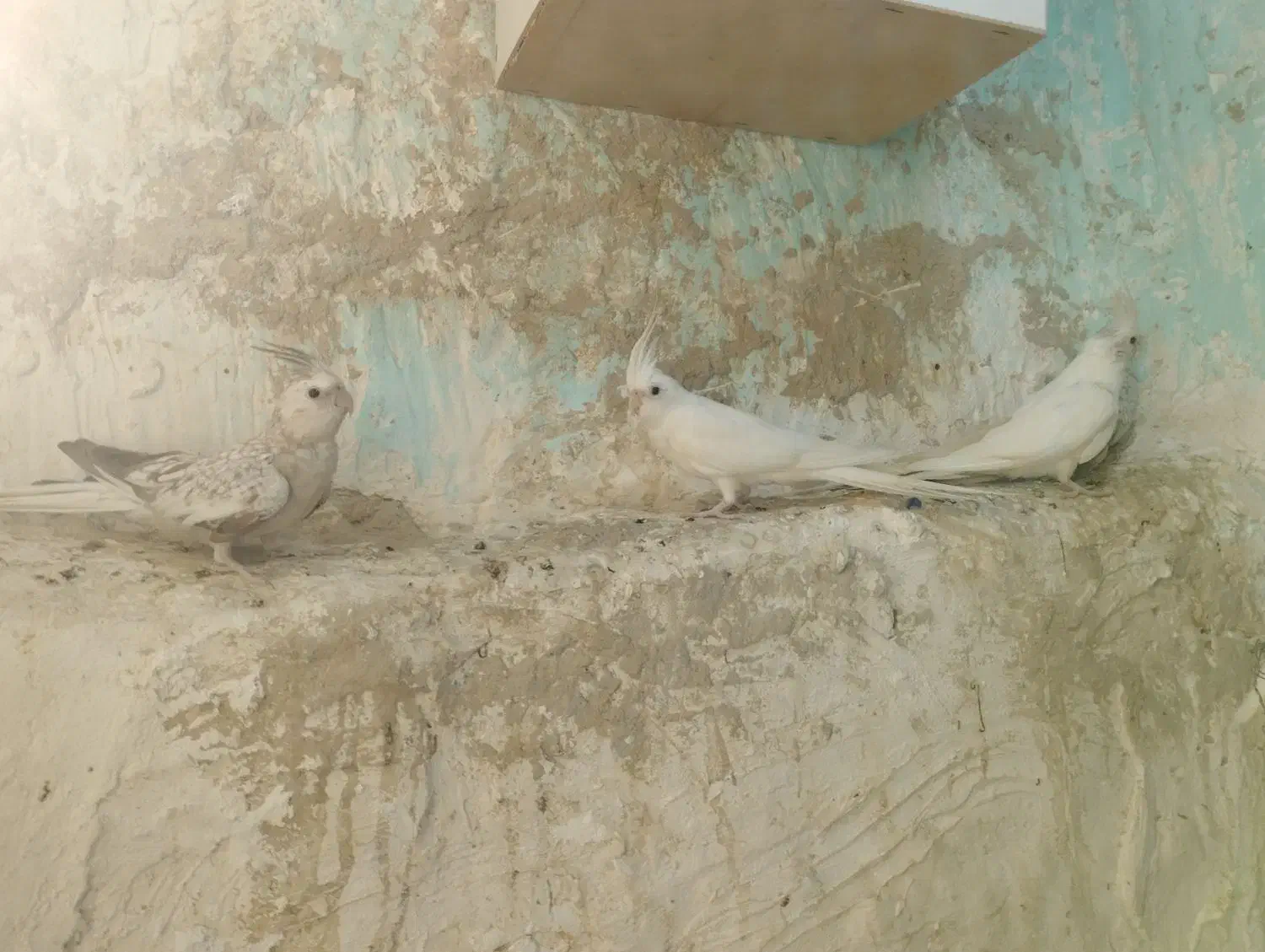 عروس هلندی آلبینو چشم قرمز|پرنده|بندرلنگه, |دیوار