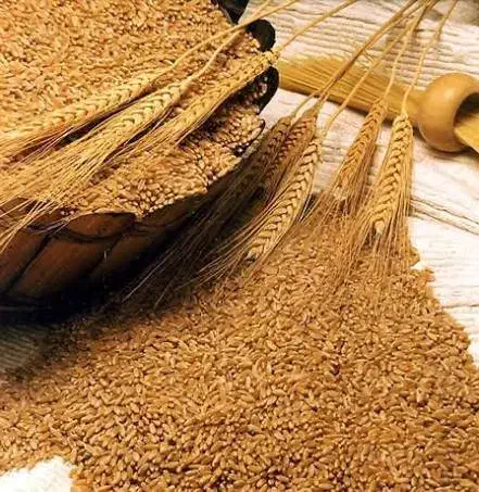 سبوس دامی|عمدهفروشی|قم, خداکرم|دیوار