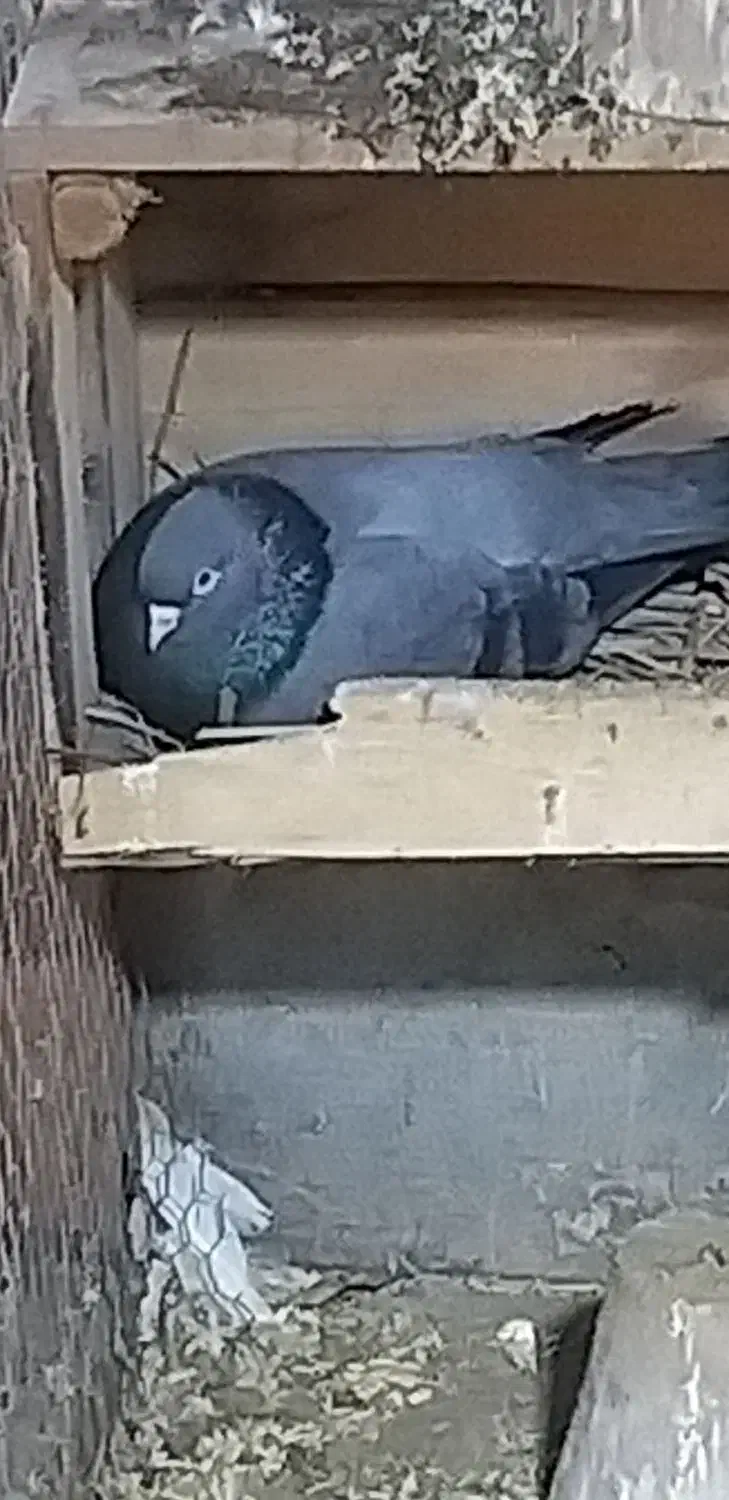 سبز آبادانی|حیوانات|بندر ماهشهر, |دیوار