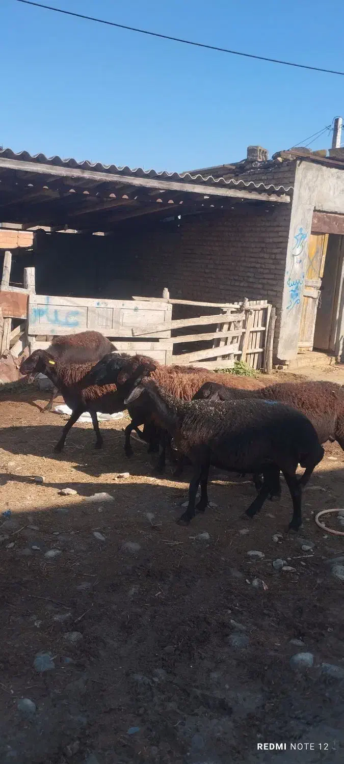 گوسفند|حیوانات مزرعه|سیمین شهر, |دیوار