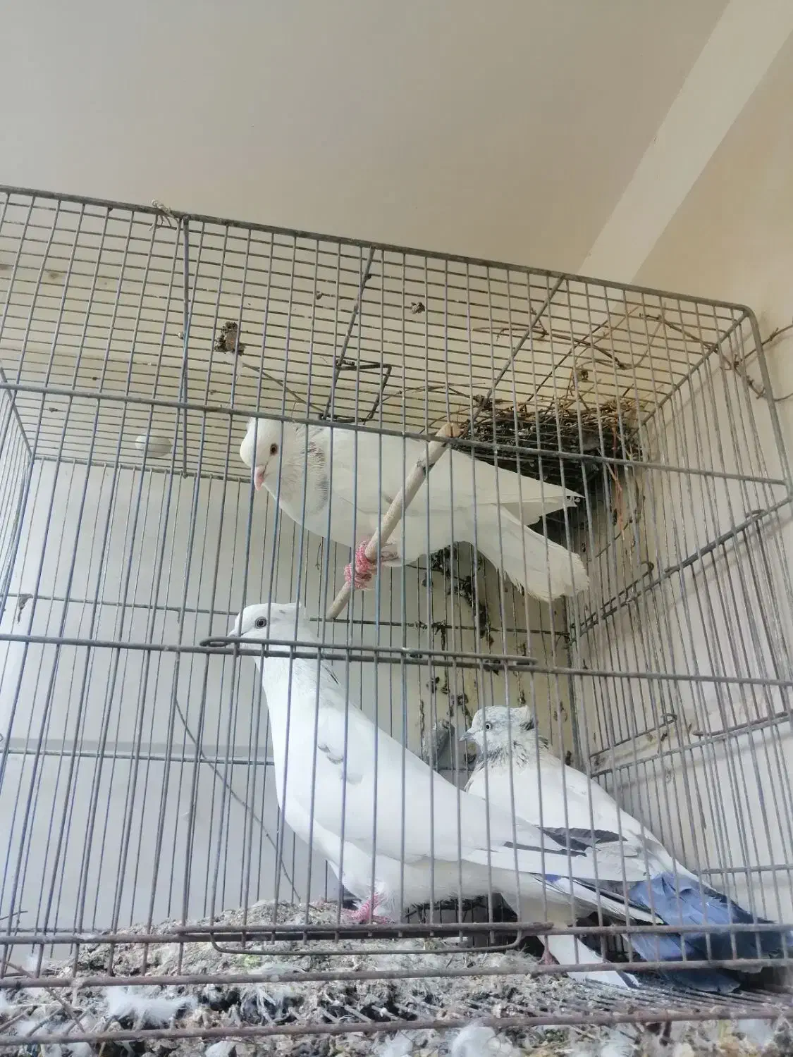 کفتر یاکبوتر|پرنده|قم, لبچال|دیوار