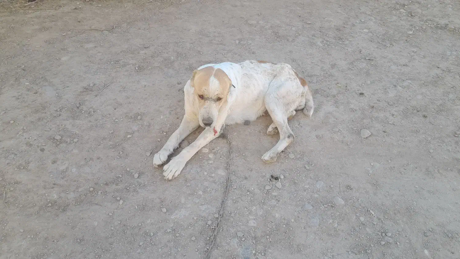 سگ الابای|سگ|گلی داغ, |دیوار