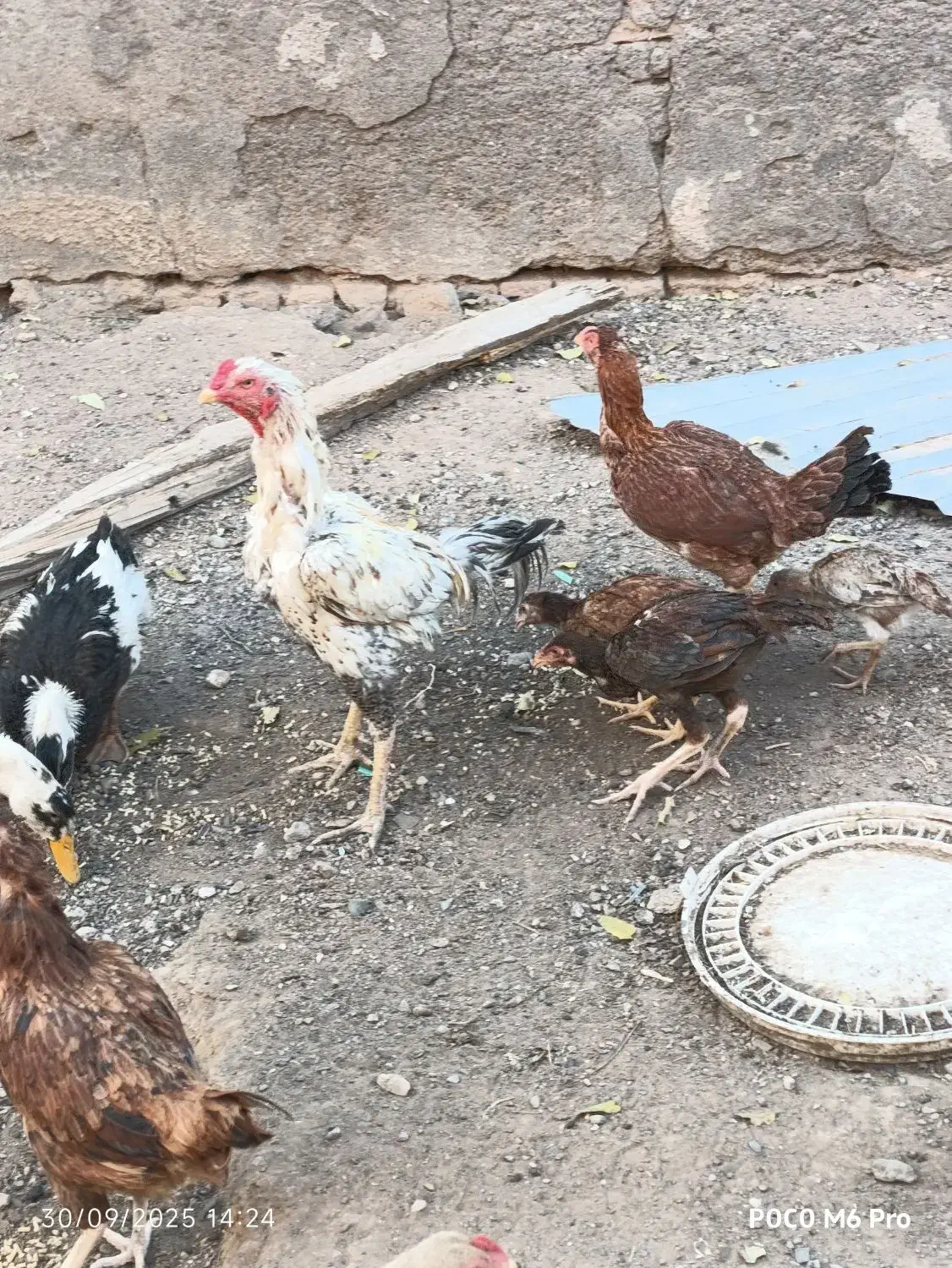 مرغ خروس وجوجه لاری چهارده عدد|حیوانات مزرعه|تربت جام, کلالی|دیوار