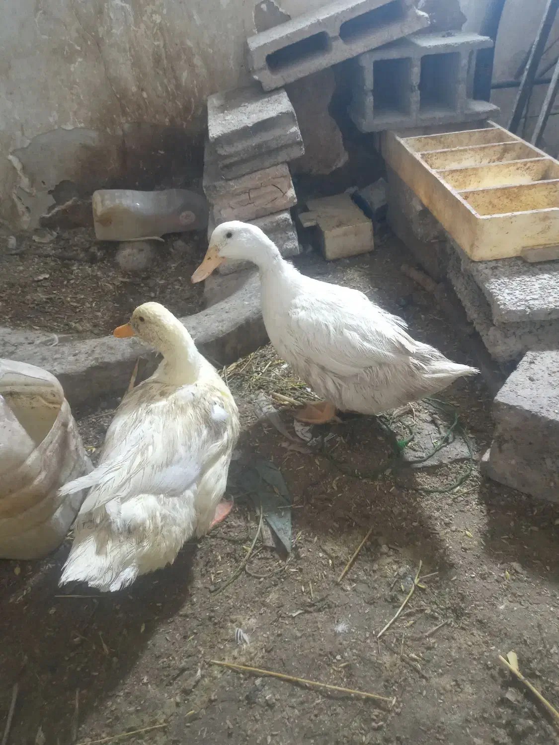 اردک دوعدد|حیوانات مزرعه|قرچک, مهدیه|دیوار