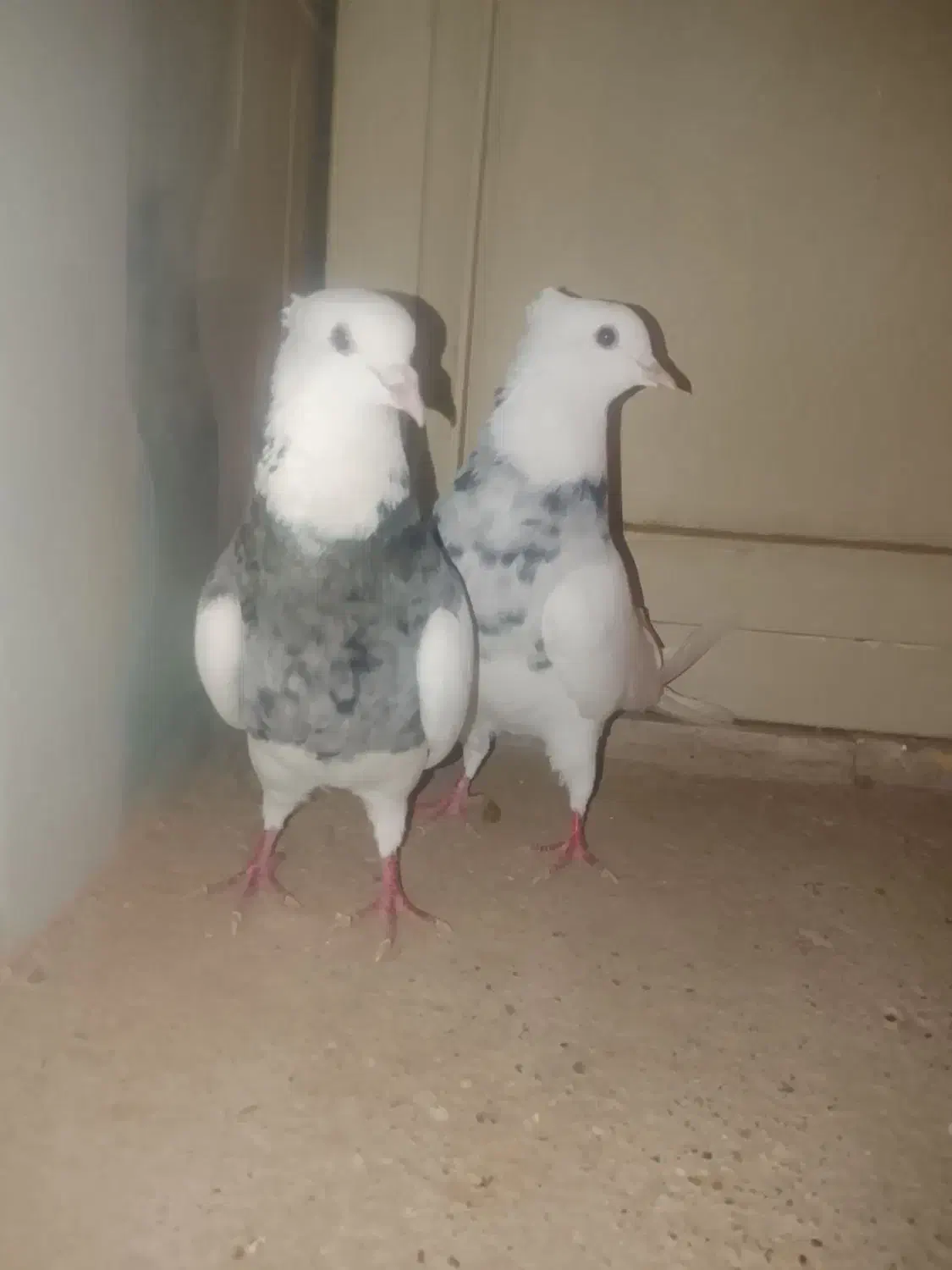 طوقی|پرنده|باوی, |دیوار