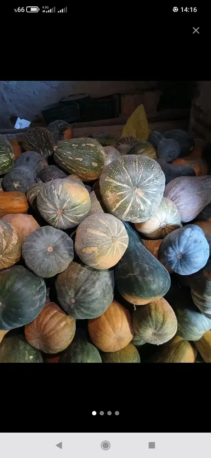 کدو|حراج|پیشخور, |دیوار