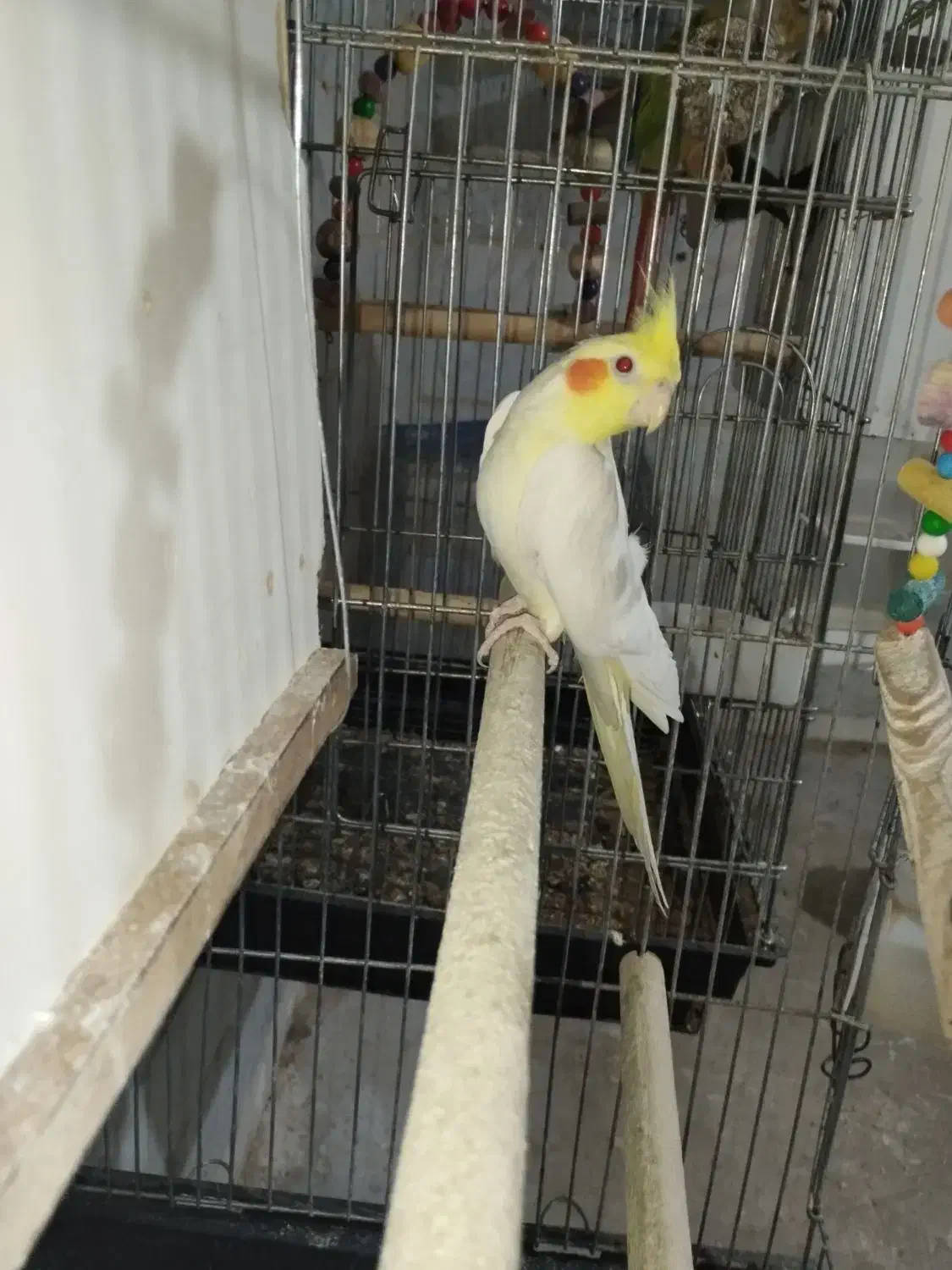 عروس هلندی رو تخم|پرنده|خرمدره, |دیوار