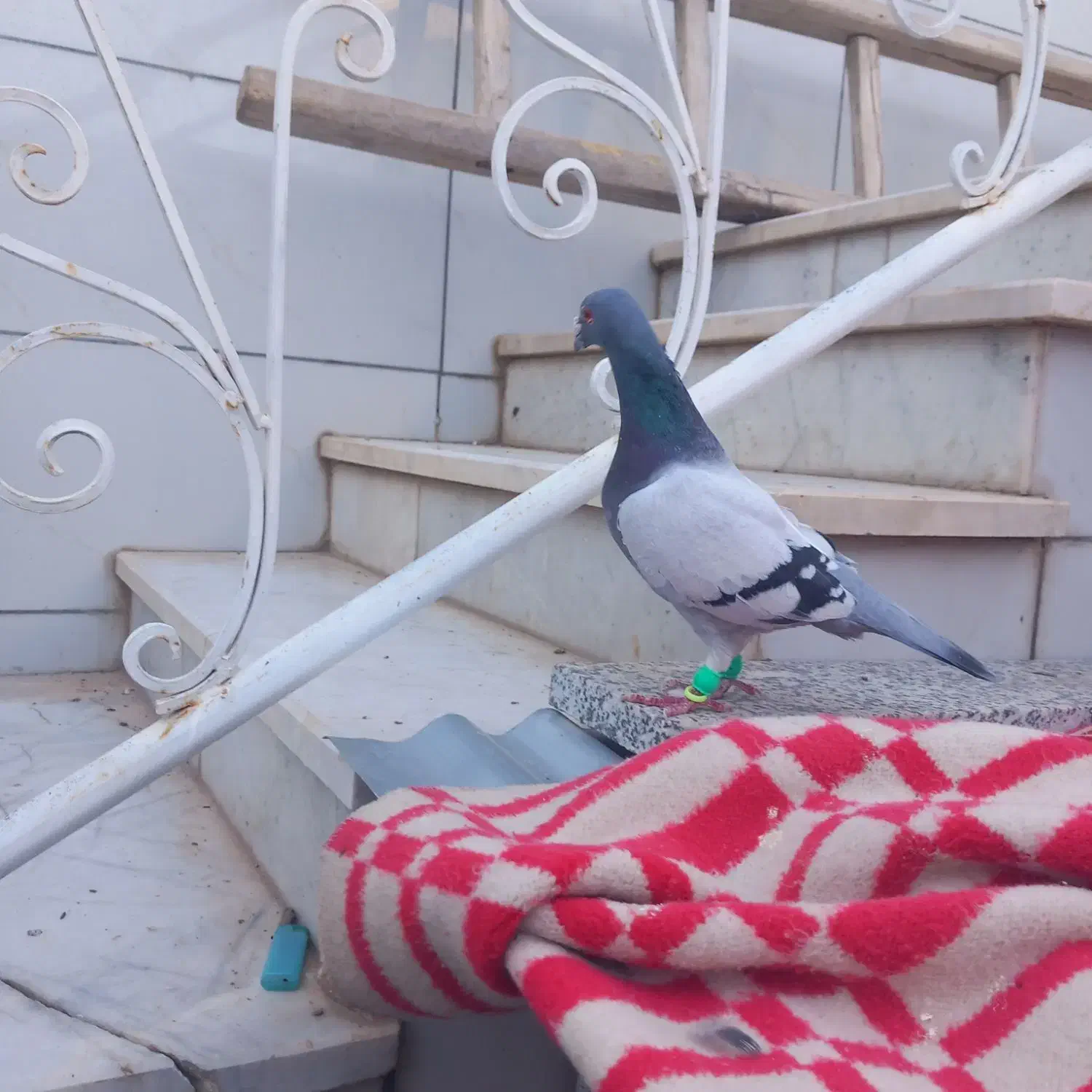 گرفتنی کاشمر|پرنده|کاشمر, |دیوار