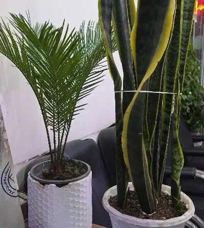 سوئیت مبله|اجارهٔ کوتاهمدت آپارتمان و سوئیت|رفسنجان, |دیوار