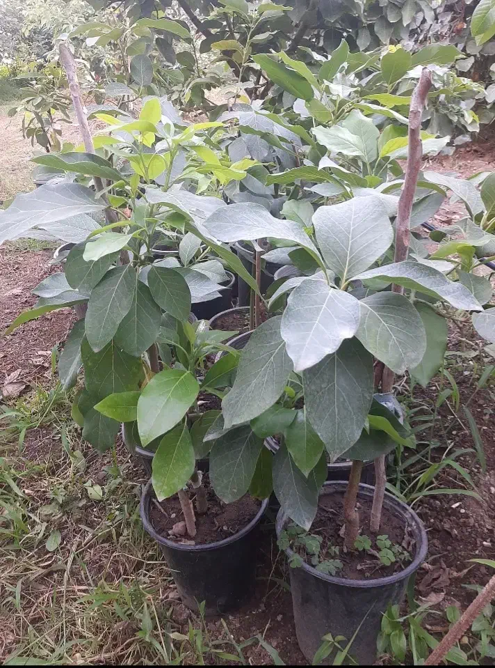 نهال دوساله آووکادو|گل و گیاه طبیعی|لیسار, |دیوار